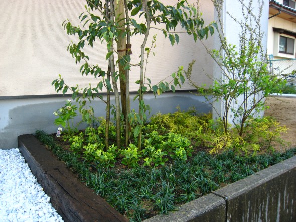 玄関脇のシンボルツリー 福井市ｎ様邸 福井でガーデニング お庭づくりなら ときわガーデン 彩園