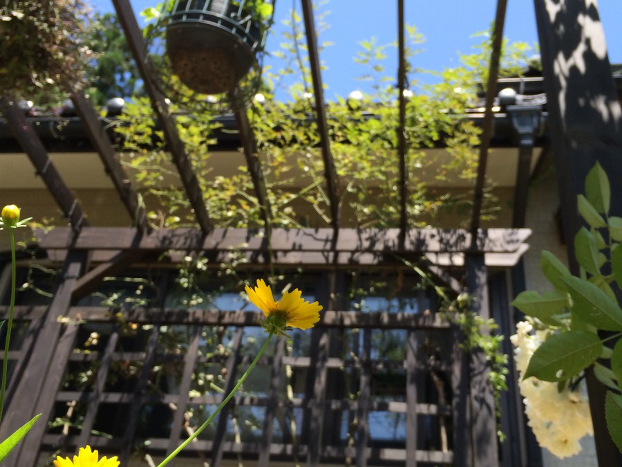 バラの咲く、木製パーゴラガーデン/坂井市Ｋ様邸
