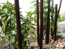 防虫加工の天然竹で坪庭を演出／福井市Ｋ様邸