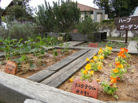 ローズマリー 常緑 福井でガーデニング お庭づくりなら ときわガーデン 彩園
