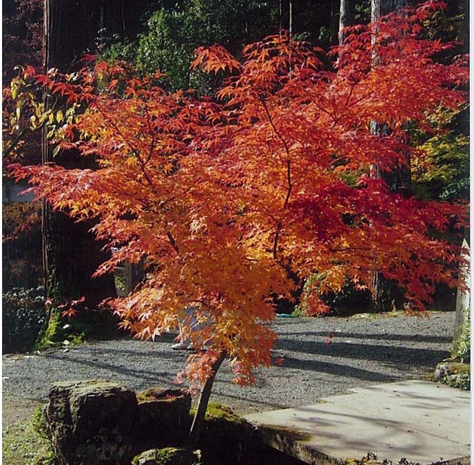モミジ 落葉樹 福井でガーデニング お庭づくりなら ときわガーデン 彩園