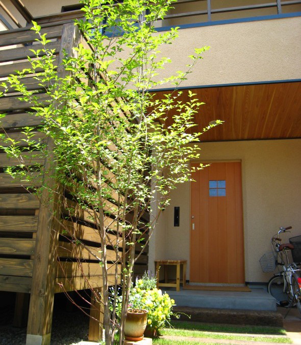 エゴノキ 落葉樹 福井でガーデニング お庭づくりなら ときわガーデン 彩園