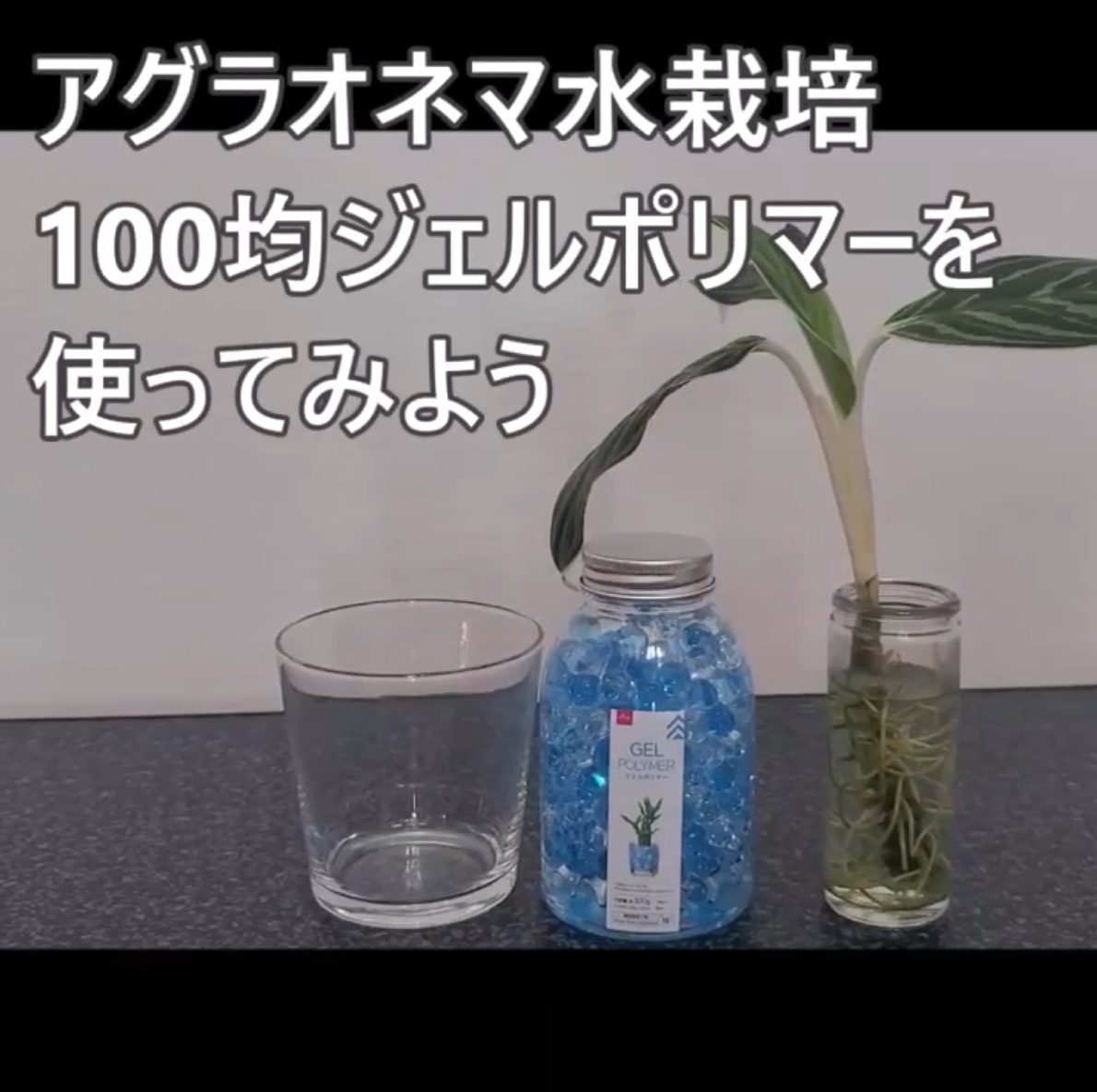 100均ジェルポリマーで水栽培をしよう 福井でガーデニング お庭づくりなら ときわガーデン 彩園